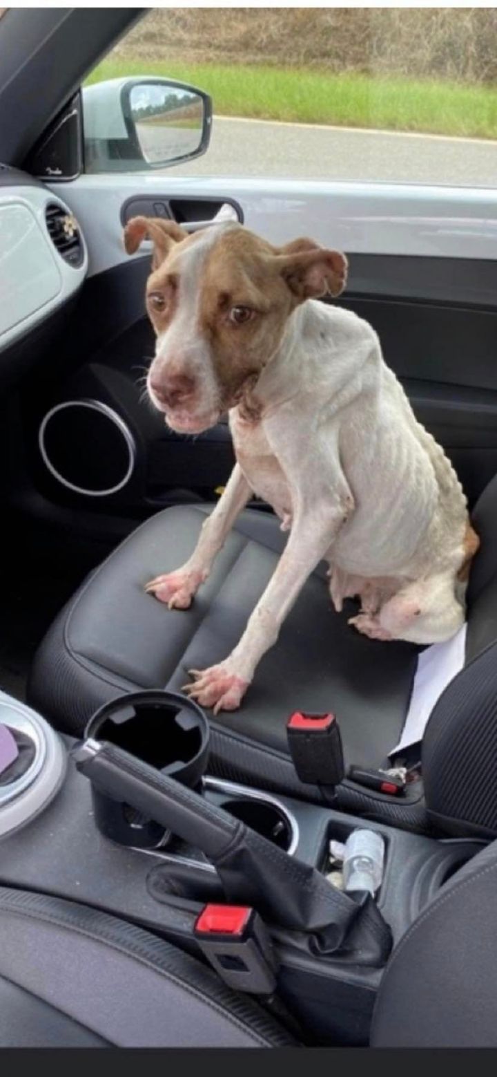 Matilda, an adoptable Pit Bull Terrier Mix in Winder, GA_image-2