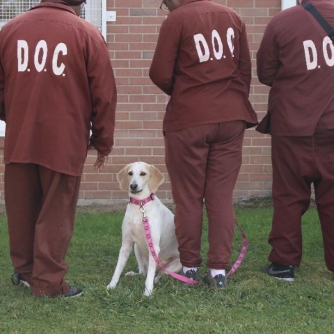 Charlee Paws-In-Prison GRADUATE!, an adoptable Hound in Union City, PA_image-1