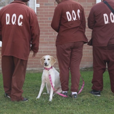 Charlee Paws-In-Prison GRADUATE!, an adoptable Hound in Union City, PA, 16438 | Photo Image 1