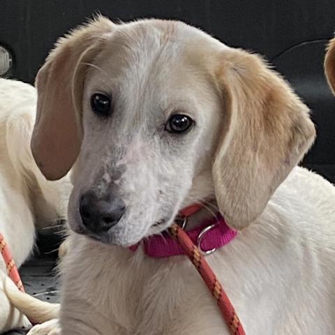 Charlee Paws-In-Prison GRADUATE!, an adoptable Hound in Union City, PA, 16438 | Photo Image 2