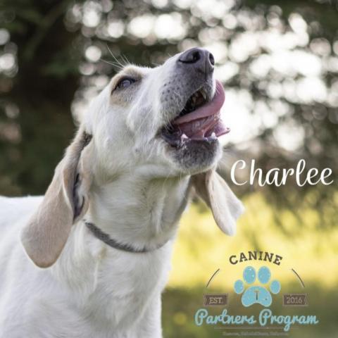 Charlee Paws-In-Prison GRADUATE!