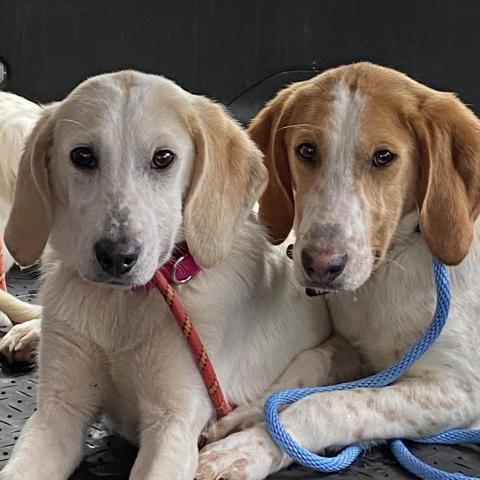 Charlee Paws-In-Prison GRADUATE!, an adoptable Hound in Union City, PA, 16438 | Photo Image 3