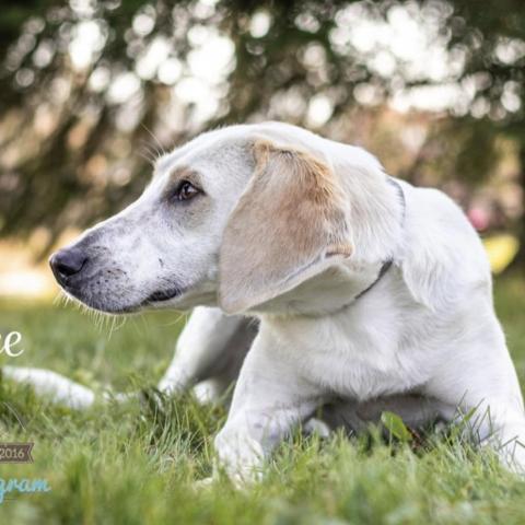 Charlee Paws-In-Prison GRADUATE!, an adoptable Hound in Union City, PA, 16438 | Photo Image 5