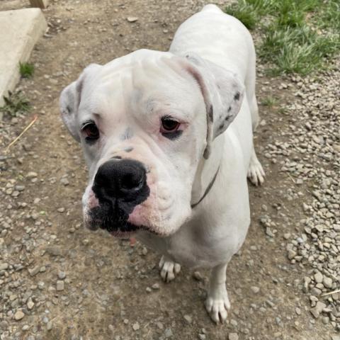 Al, an adoptable Boxer in Union City, PA, 16438 | Photo Image 3