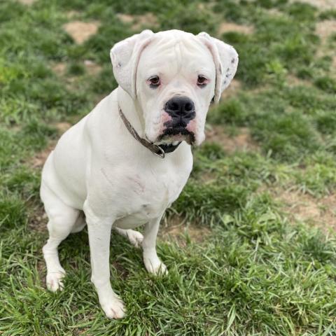 Al, an adoptable Boxer in Union City, PA, 16438 | Photo Image 4