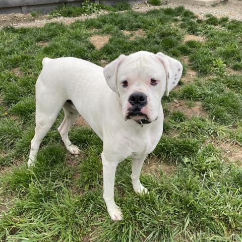 Al, an adoptable Boxer in Union City, PA, 16438 | Photo Image 5