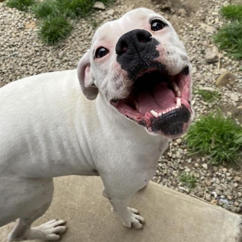 Meg, an adoptable Boxer in Union City, PA, 16438 | Photo Image 2