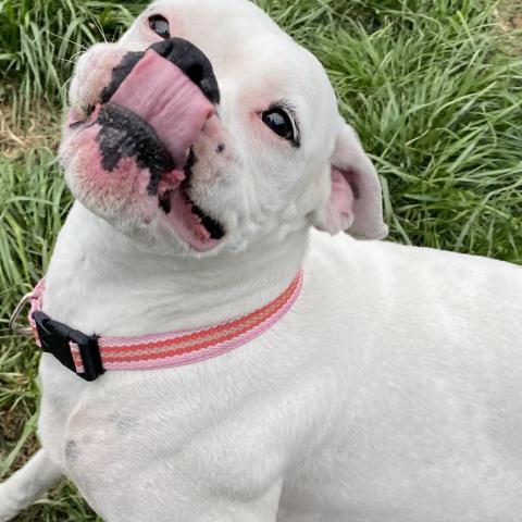 Meg, an adoptable Boxer in Union City, PA, 16438 | Photo Image 2