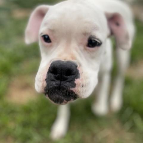 Meg, an adoptable Boxer in Union City, PA, 16438 | Photo Image 3