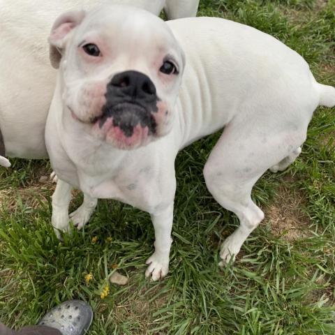 Meg, an adoptable Boxer in Union City, PA, 16438 | Photo Image 3