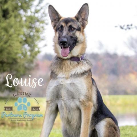 Louise, an adoptable German Shepherd Dog in Union City, PA, 16438 | Photo Image 1