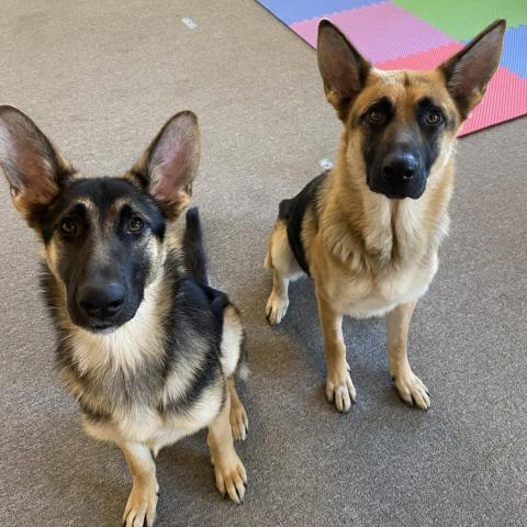 Louise, an adoptable German Shepherd Dog in Union City, PA, 16438 | Photo Image 2