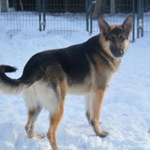 Louise, an adoptable German Shepherd Dog in Union City, PA, 16438 | Photo Image 3