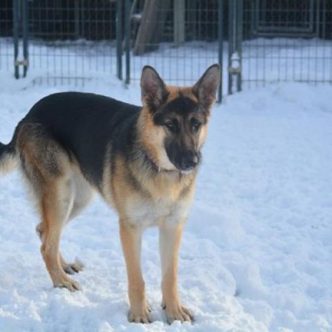 Louise, an adoptable German Shepherd Dog in Union City, PA, 16438 | Photo Image 3