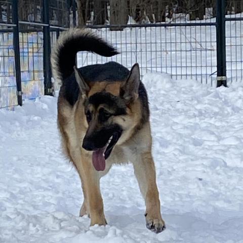 Louise, an adoptable German Shepherd Dog in Union City, PA, 16438 | Photo Image 6