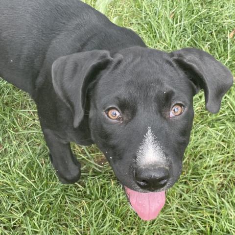 ONYX, an adoptable Black Labrador Retriever & American Bulldog Mix in Union City, PA_image-1