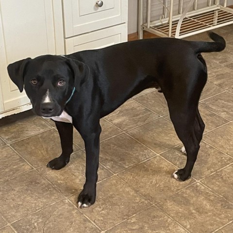 ONYX, an adoptable Black Labrador Retriever, American Bulldog in Union City, PA, 16438 | Photo Image 3