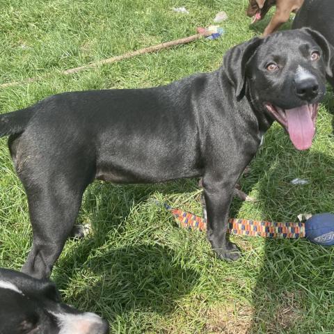 ONYX, an adoptable Black Labrador Retriever & American Bulldog Mix in Union City, PA_image-5