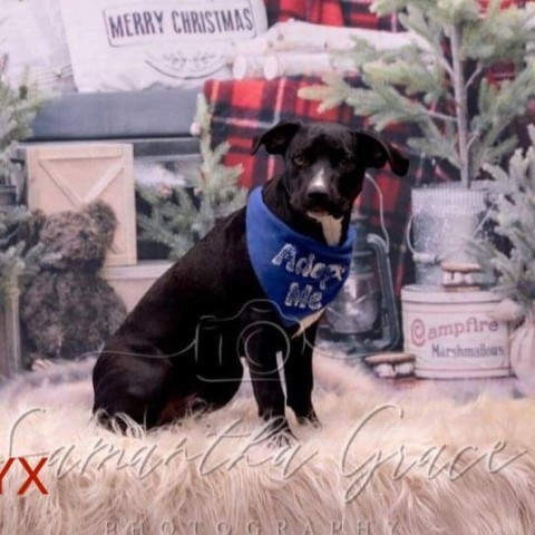 ONYX, an adoptable Black Labrador Retriever & American Bulldog Mix in Union City, PA_image-6