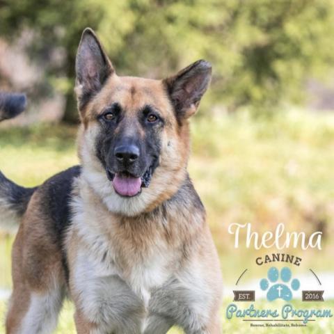 Thelma, an adoptable German Shepherd Dog in Union City, PA, 16438 | Photo Image 1