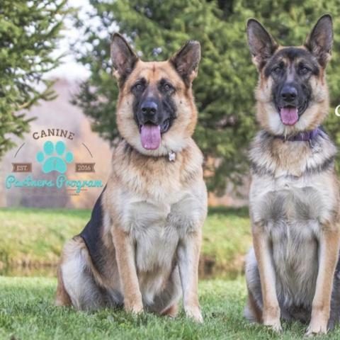 Thelma, an adoptable German Shepherd Dog in Union City, PA, 16438 | Photo Image 2