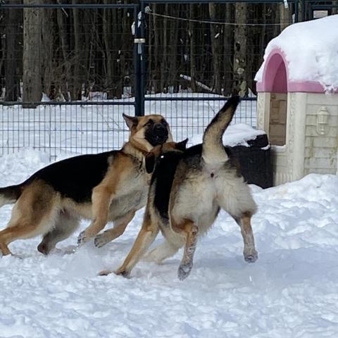 Thelma, an adoptable German Shepherd Dog in Union City, PA, 16438 | Photo Image 2