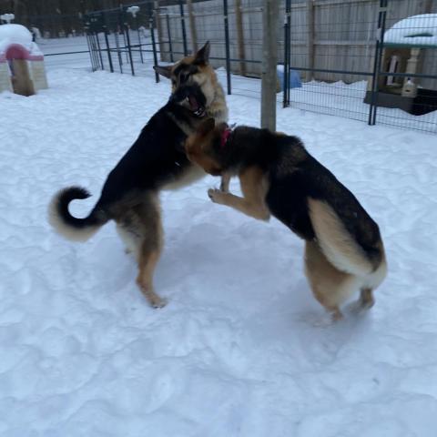 Thelma, an adoptable German Shepherd Dog in Union City, PA, 16438 | Photo Image 2