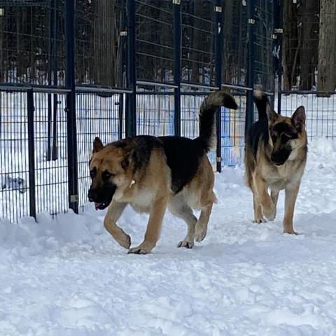 Thelma, an adoptable German Shepherd Dog in Union City, PA, 16438 | Photo Image 6