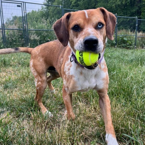 Rocky, an adoptable Catahoula Leopard Dog in Union City, PA, 16438 | Photo Image 1