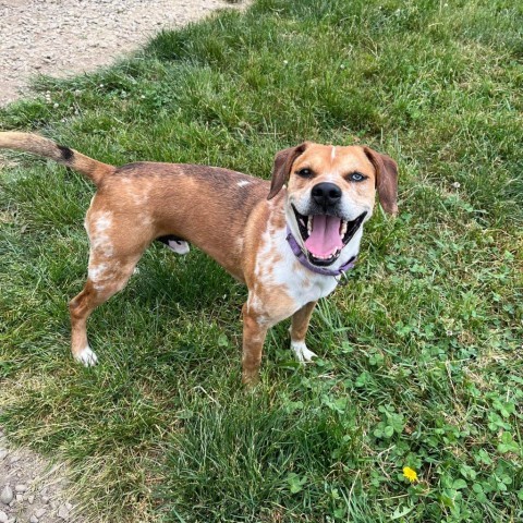 Rocky, an adoptable Catahoula Leopard Dog in Union City, PA, 16438 | Photo Image 3