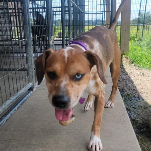 Rocky, an adoptable Catahoula Leopard Dog in Union City, PA, 16438 | Photo Image 3