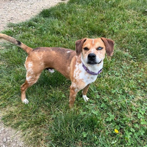 Rocky, an adoptable Catahoula Leopard Dog in Union City, PA, 16438 | Photo Image 4