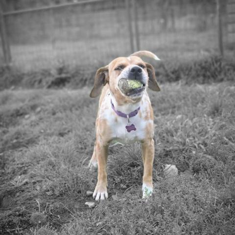 Rocky, an adoptable Catahoula Leopard Dog in Union City, PA, 16438 | Photo Image 5