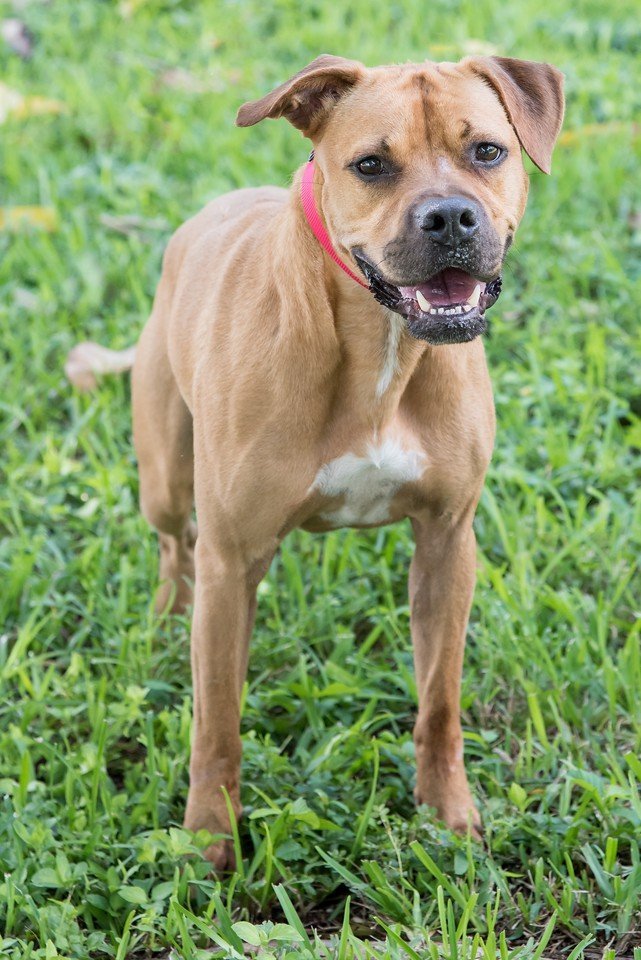 Scooby, an adoptable Boxer Mix in Miami, FL_image-2