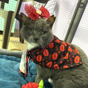 Honey Boo, Senior Female Domestic Short Hair