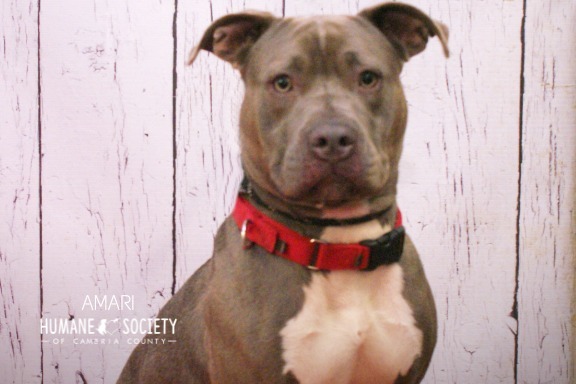 Amari, an adoptable Pit Bull Terrier in Johnstown, PA_image-2