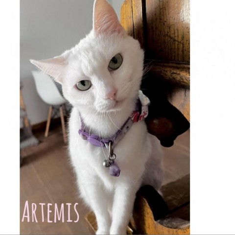Artemis, an adoptable Domestic Short Hair in Brawley, CA_image-1