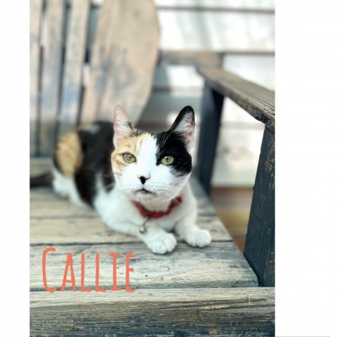 Callie, an adoptable Domestic Short Hair in Brawley, CA_image-1