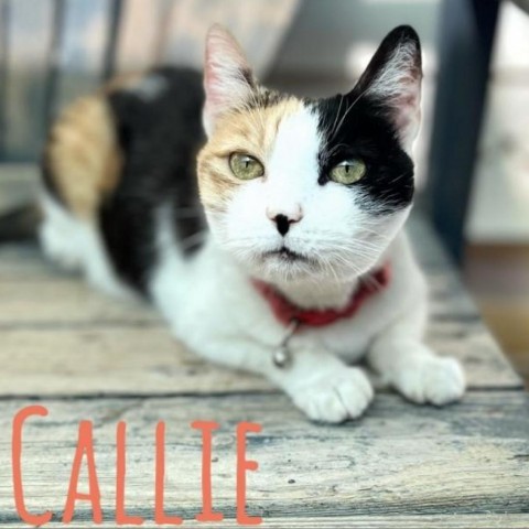 Callie, an adoptable Domestic Short Hair in Brawley, CA, 92227 | Photo Image 1