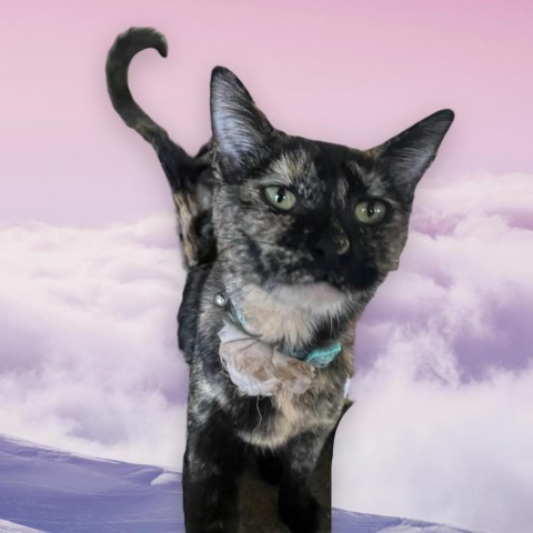 Marge, an adoptable Domestic Short Hair in Brawley, CA_image-2