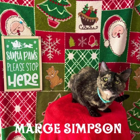 Marge, an adoptable Domestic Short Hair in Brawley, CA_image-3