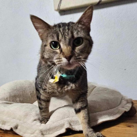 Kami, an adoptable Domestic Short Hair in Brawley, CA, 92227 | Photo Image 1