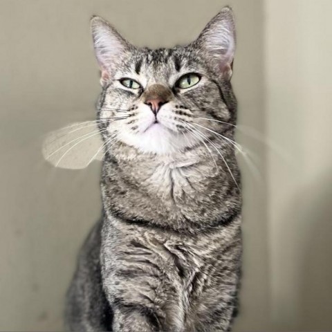 Kami, an adoptable Domestic Short Hair in Brawley, CA, 92227 | Photo Image 2