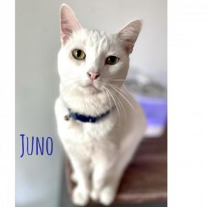 Juno (Kitty)