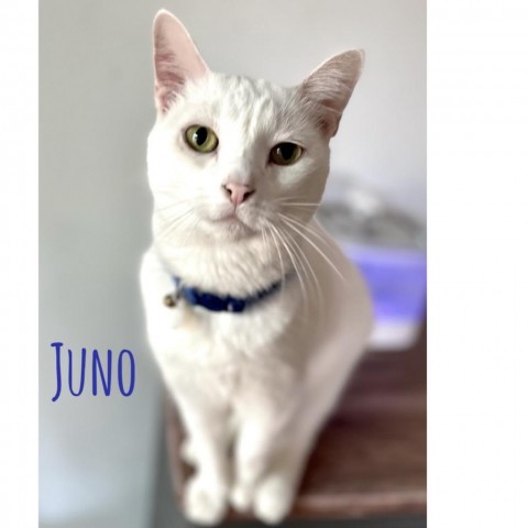 Juno (Kitty), an adoptable Domestic Short Hair in Brawley, CA_image-1