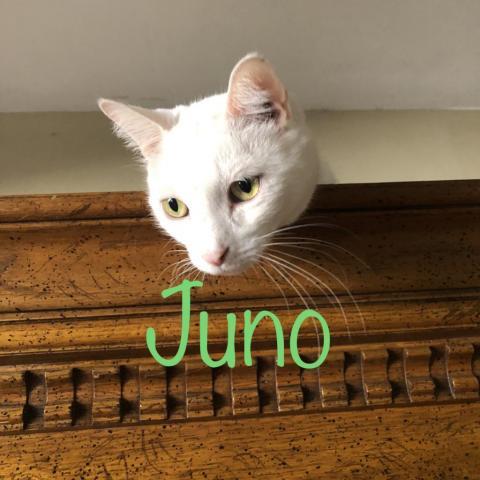 Juno (Kitty), an adoptable Domestic Short Hair in Brawley, CA_image-3