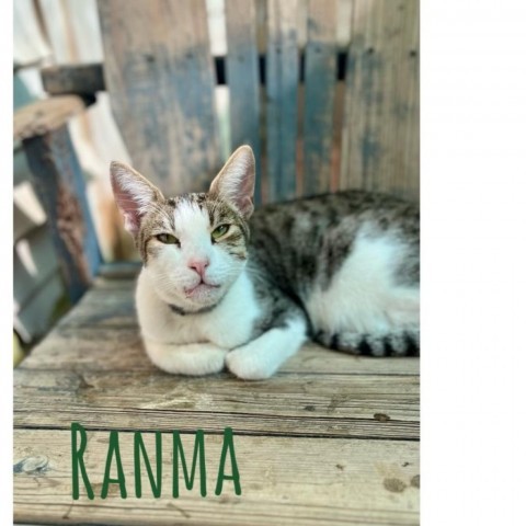 Ranma, an adoptable Domestic Short Hair in Brawley, CA_image-1