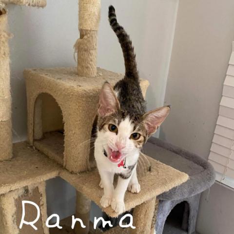 Ranma, an adoptable Domestic Short Hair in Brawley, CA, 92227 | Photo Image 5