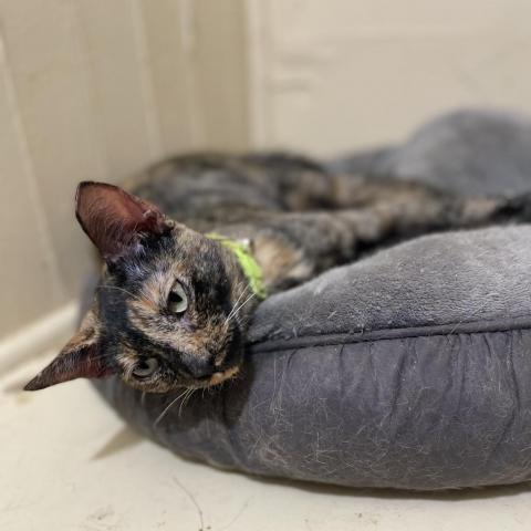 Tortielinnie, an adoptable Domestic Short Hair in Brawley, CA, 92227 | Photo Image 3