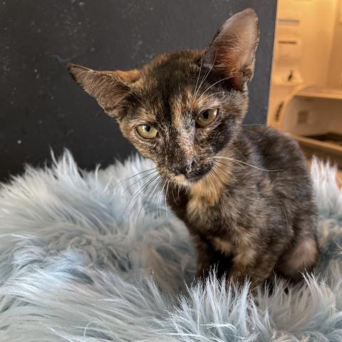 Tortielinnie, an adoptable Domestic Short Hair in Brawley, CA, 92227 | Photo Image 4